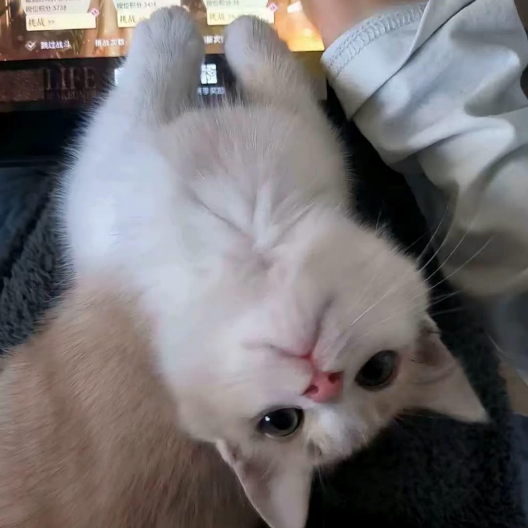 麦恩莉