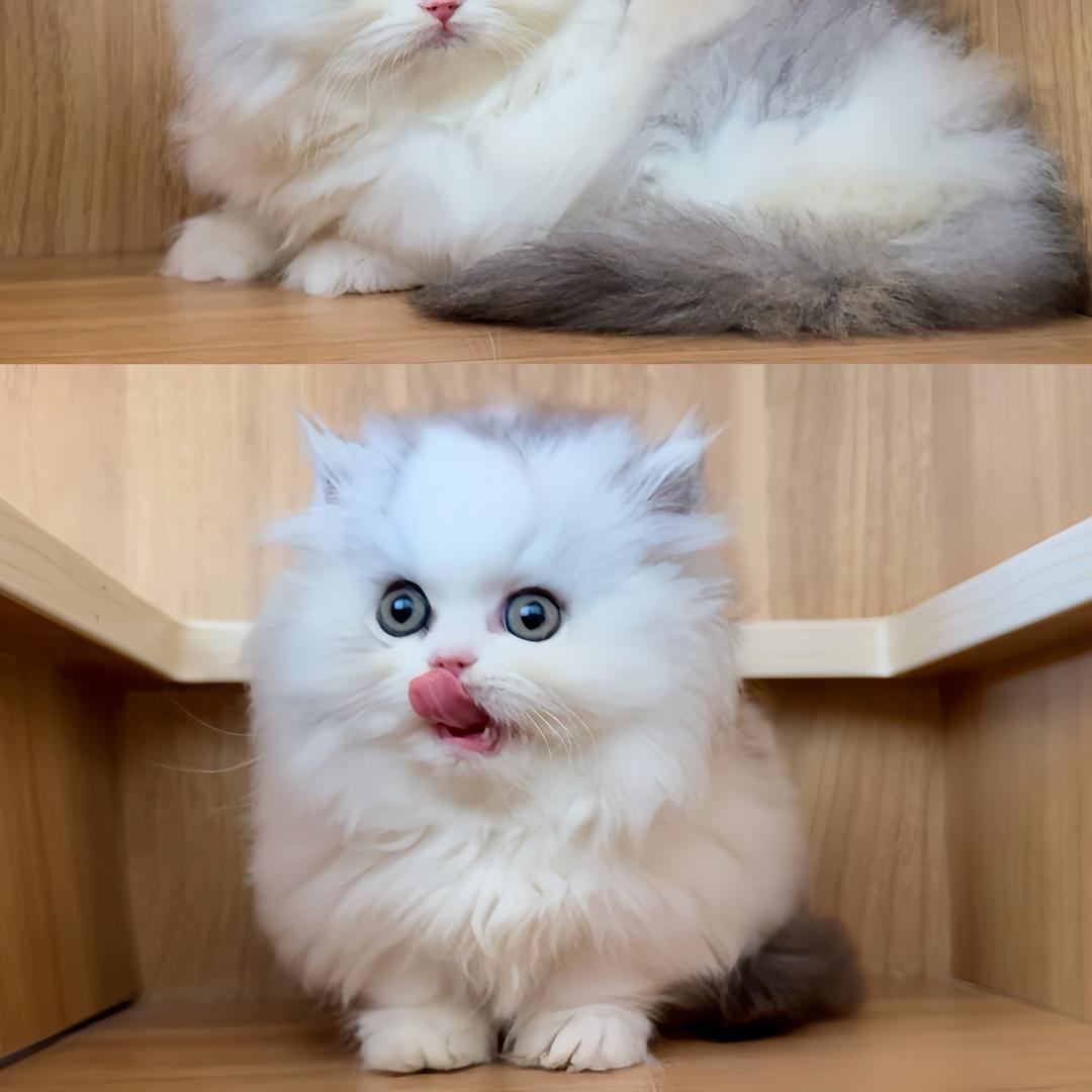 三顺猫舍—金白 渐层