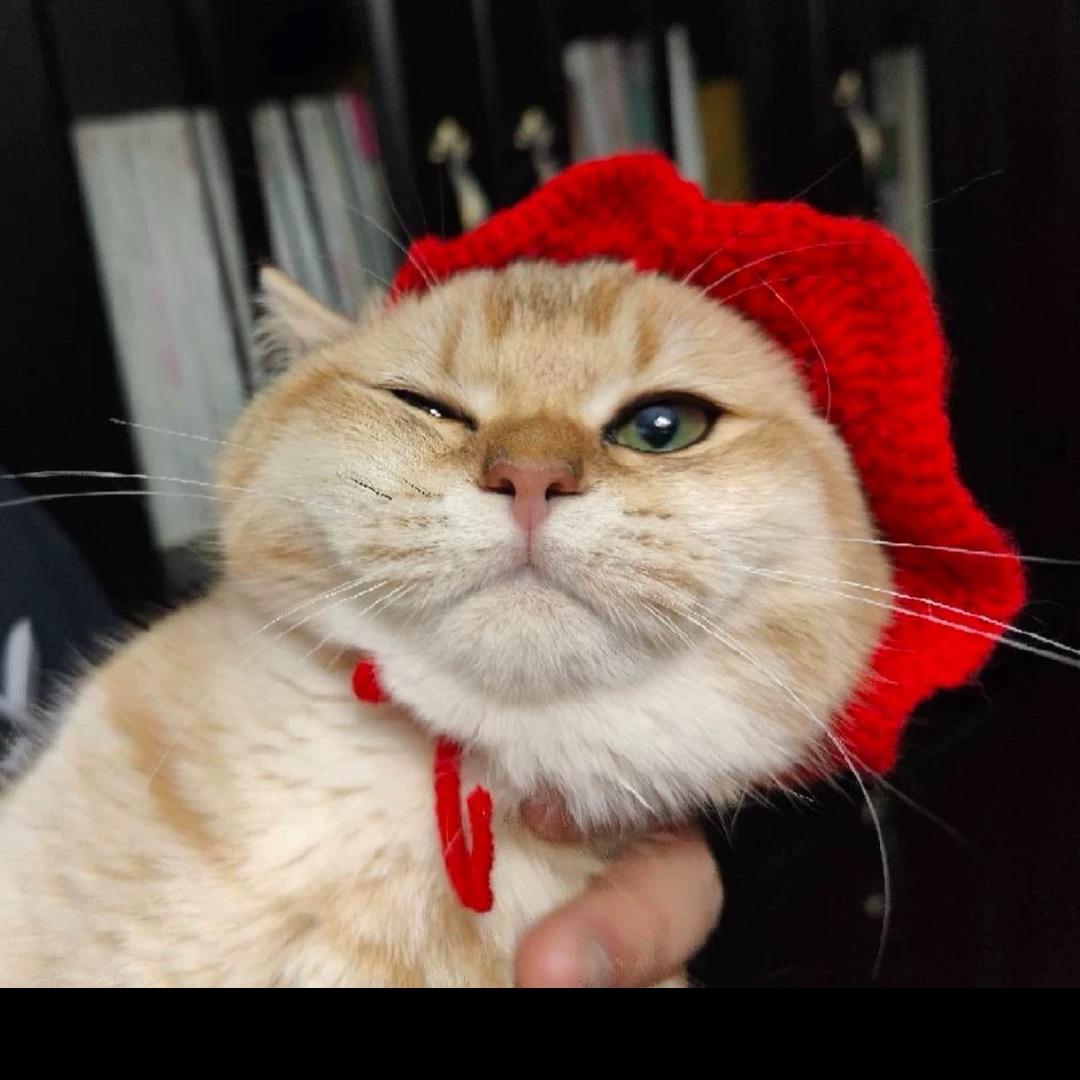 重庆猫妹
