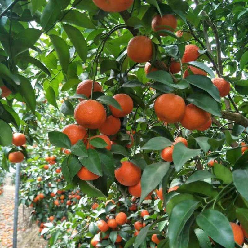 樱鲜甜秋果树苗木专卖店