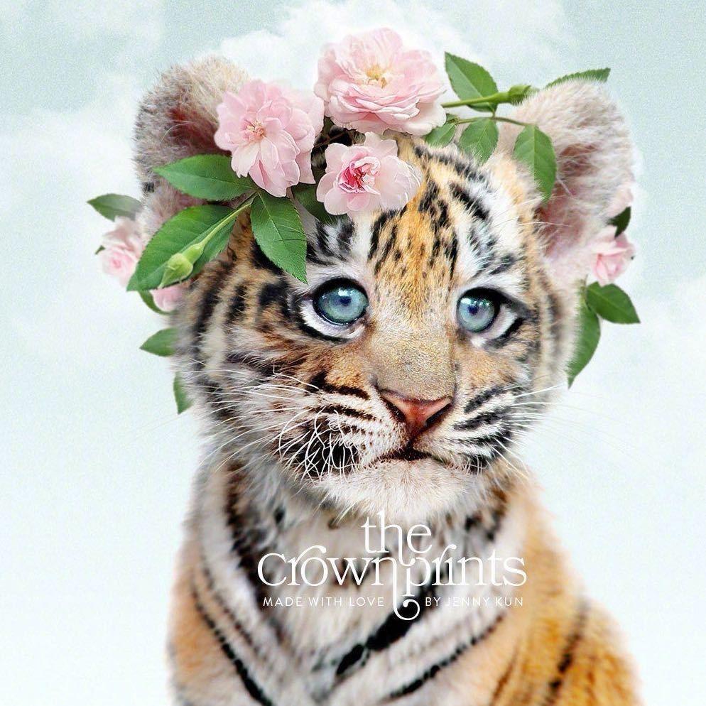 Ice-(a nice tiger)