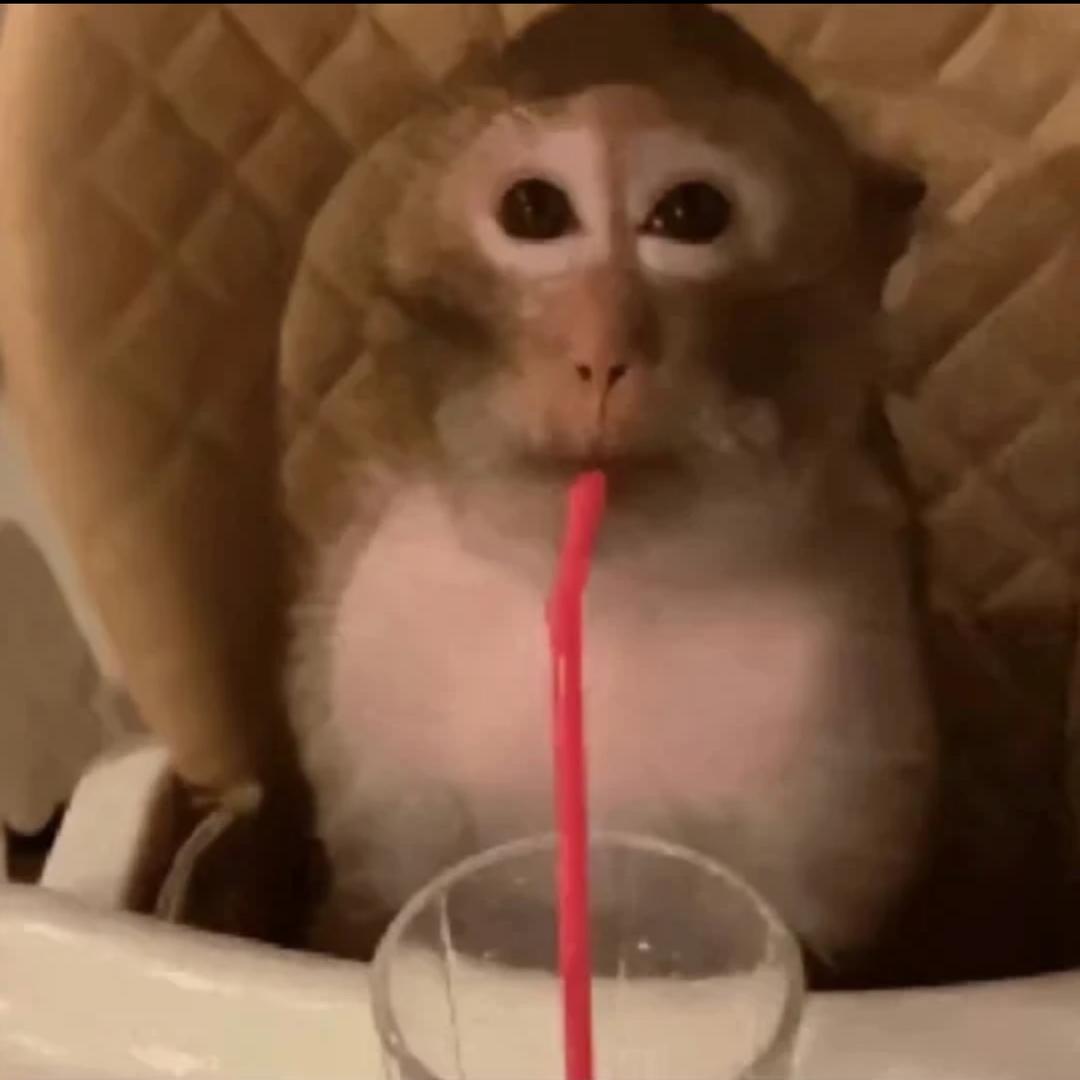 我是小猴叽