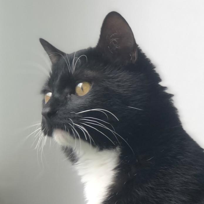 崽崽是只奶牛猫🐱