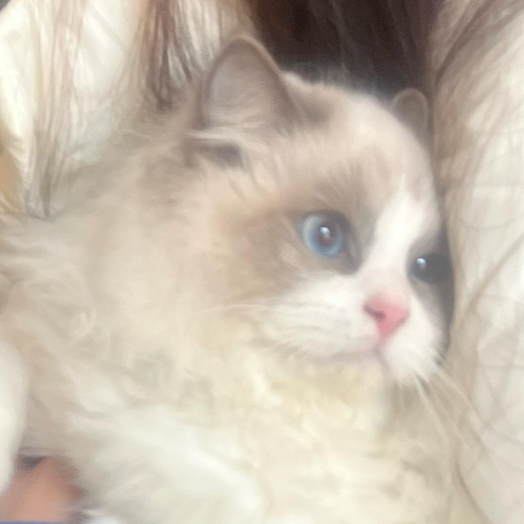 明天吃什莫
