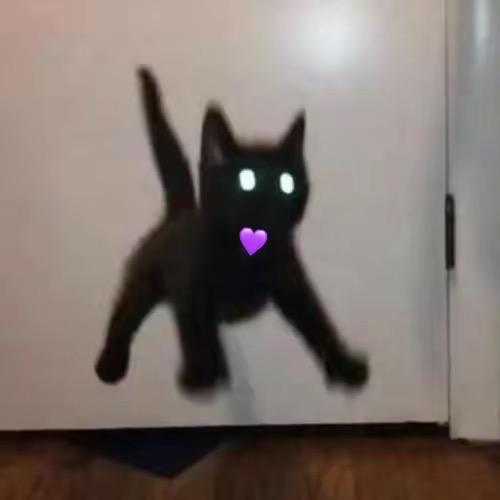 光头猫