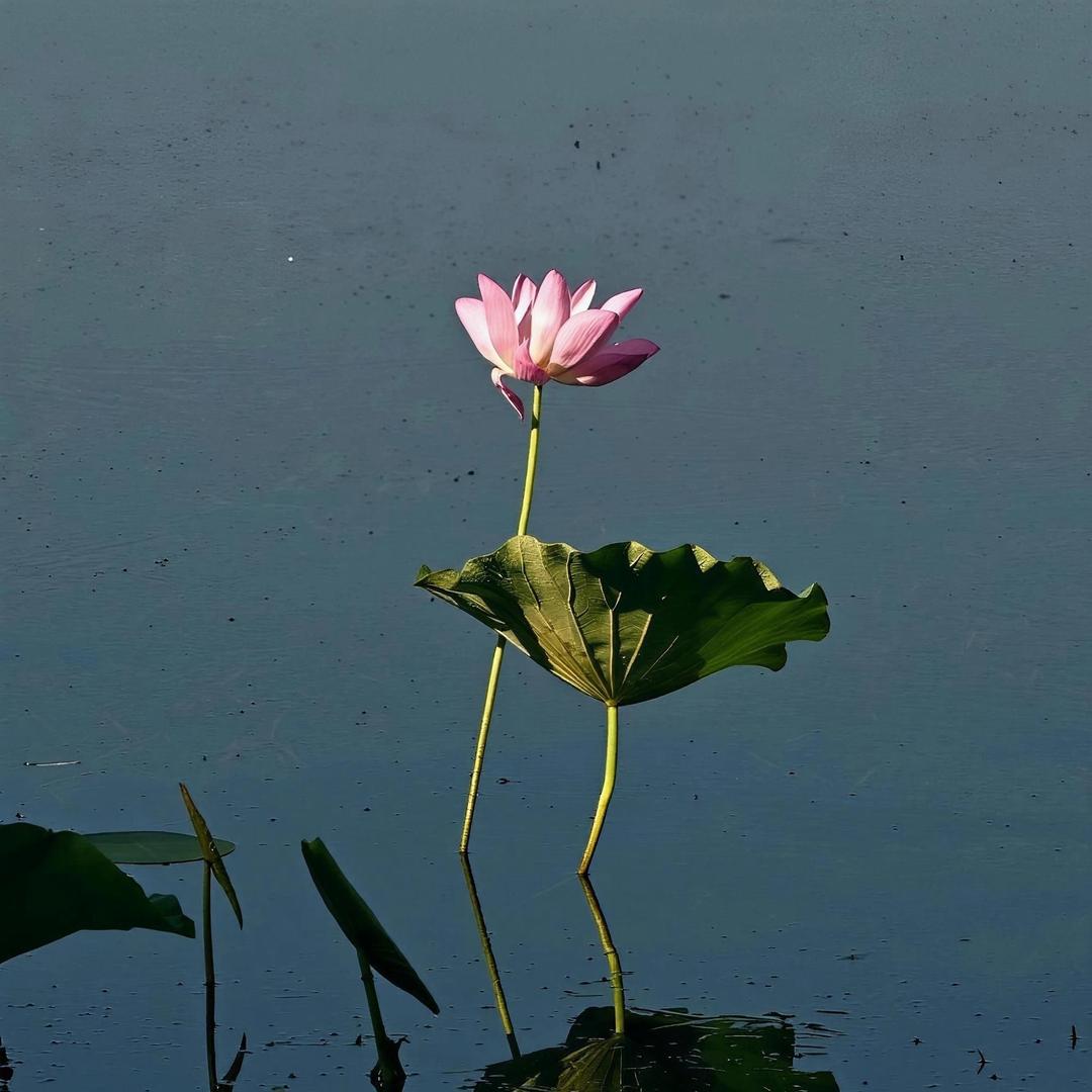 人生如茶