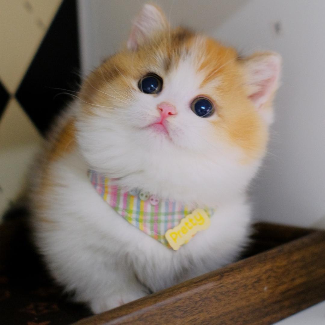 咔咔的矮脚猫