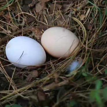芒告牌土鸡（龙陵店）