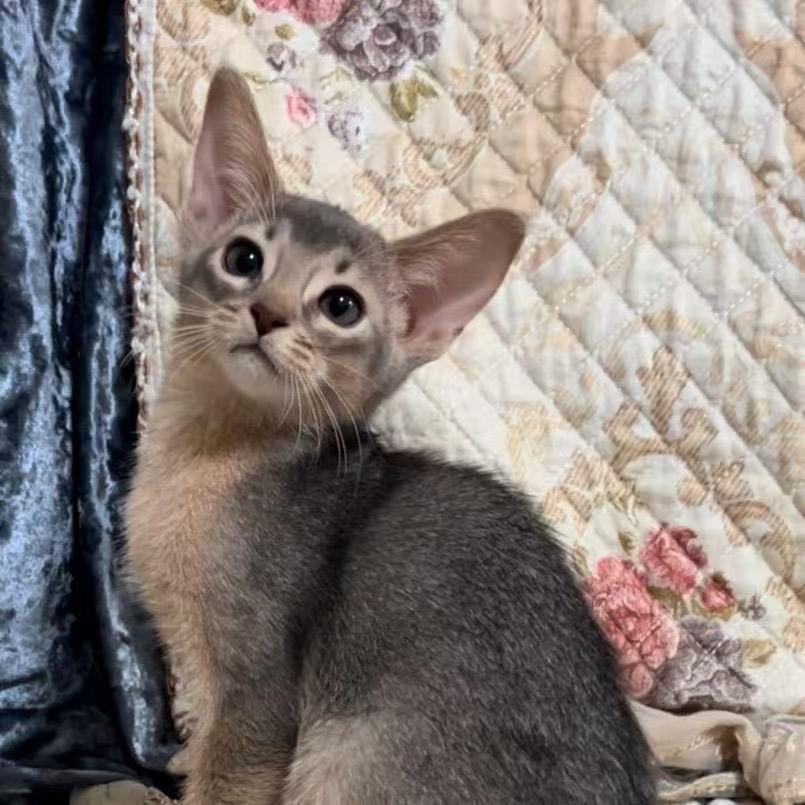 Cc家的阿比西尼亚②号