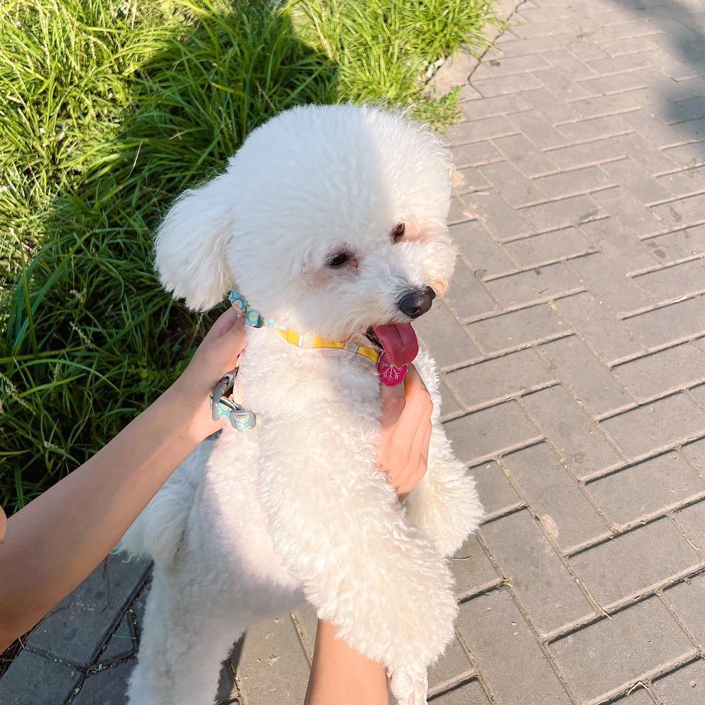 一只小比熊