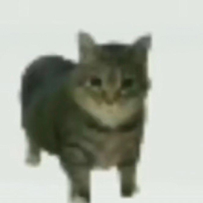 臭猫