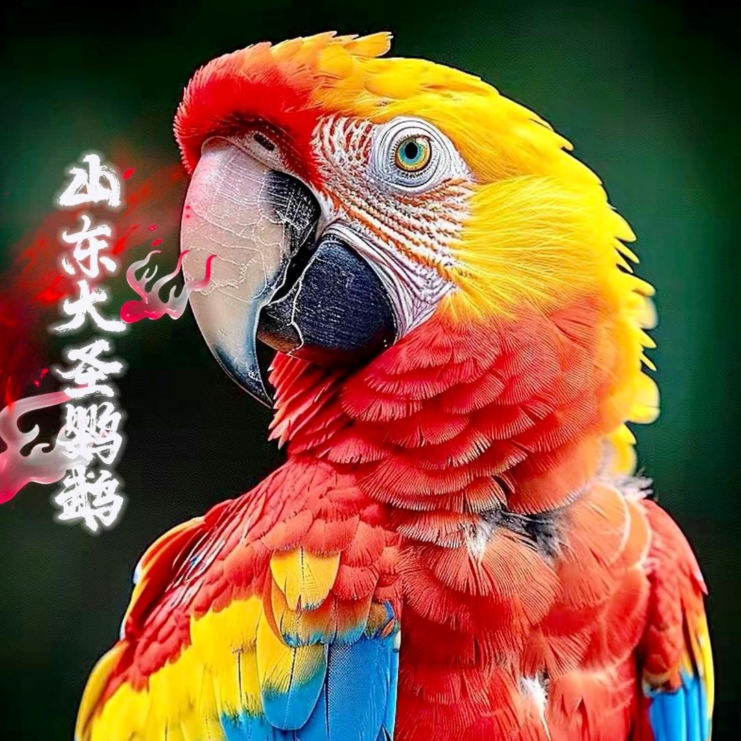 山东大圣鹦鹉客服