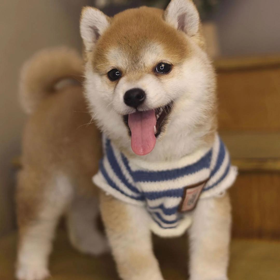 沐沐家的毛孩子们