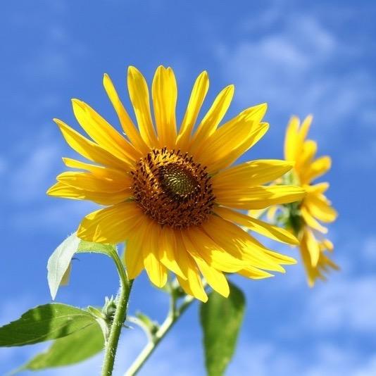 向阳花🌻