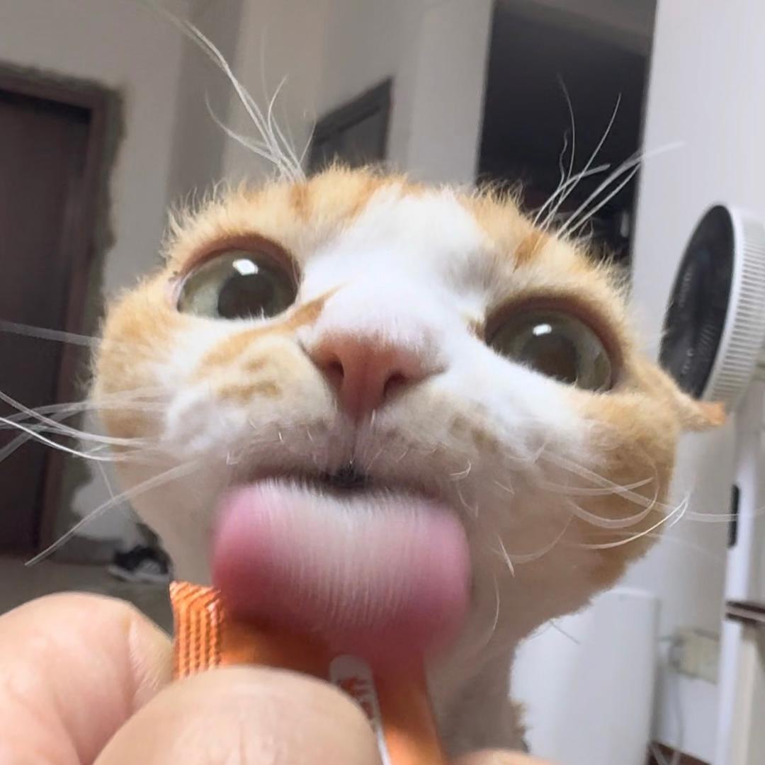 脆皮羊羊🐾
