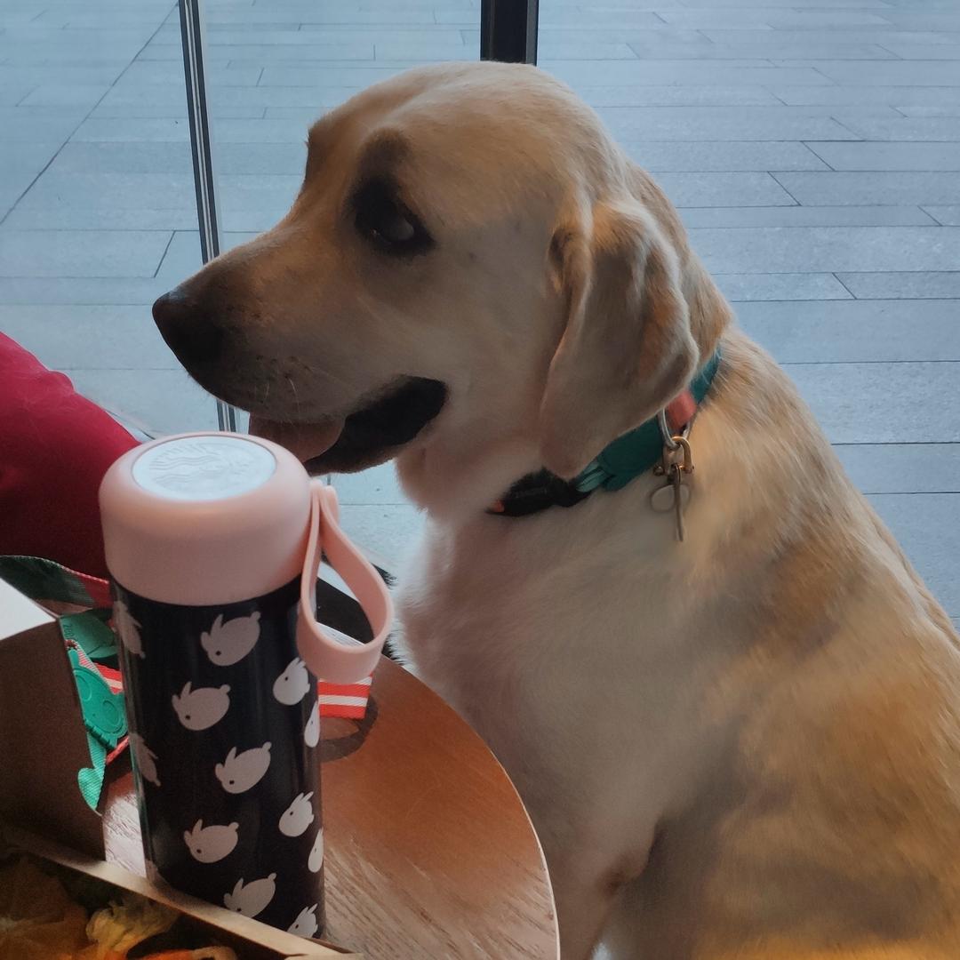 金多多馋佬胚🐶🤤