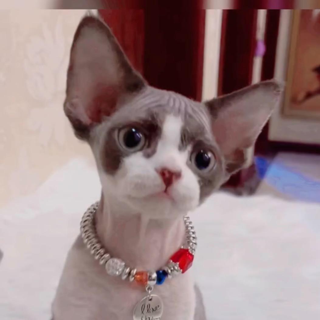 德文卷毛猫