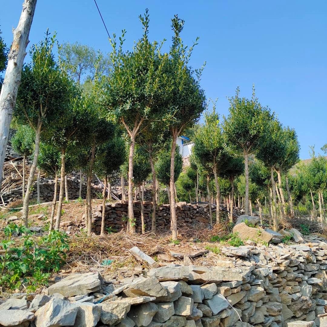 @沂南沂蒙山瓜子黄杨