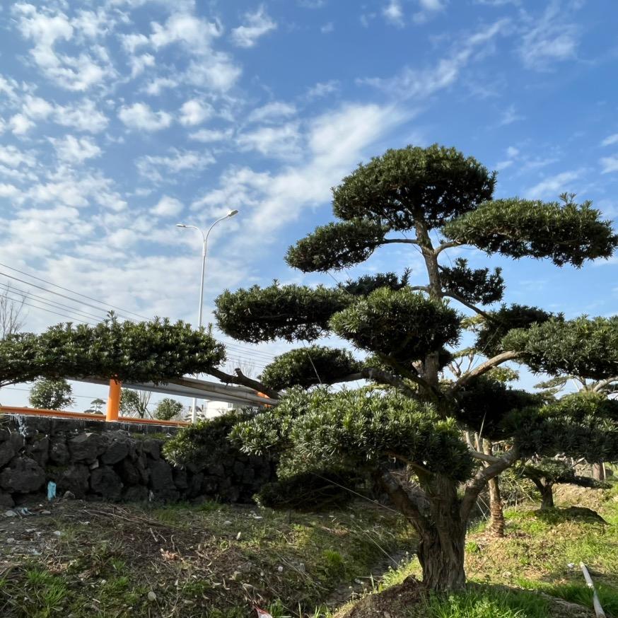 轩若梦松林园