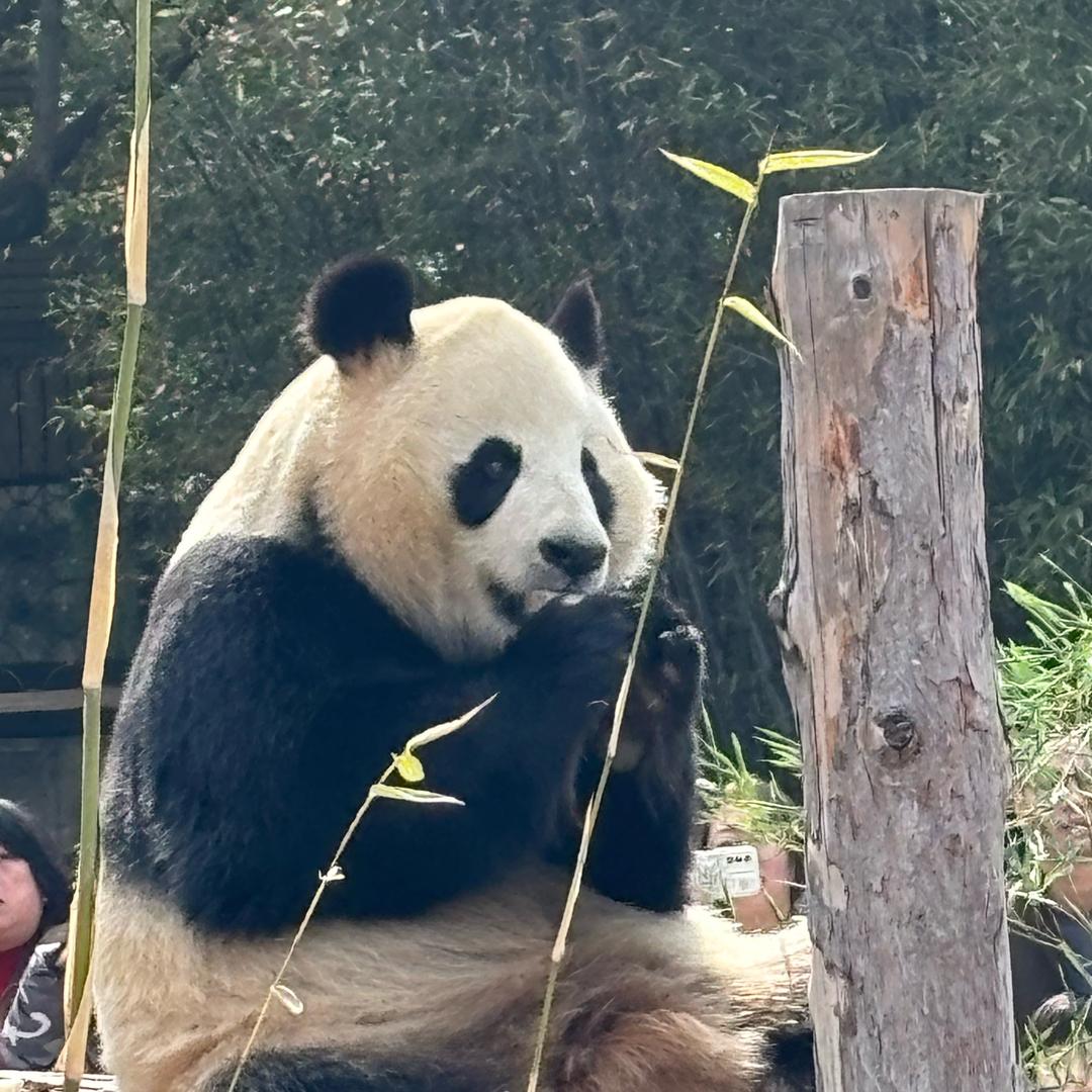 贵族中学的辛导头像