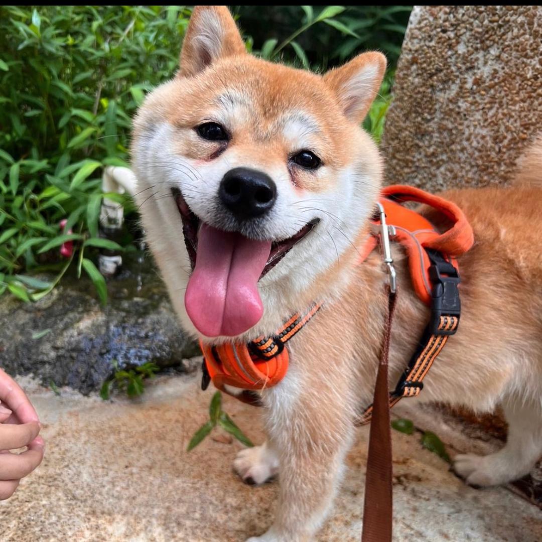 贡焦