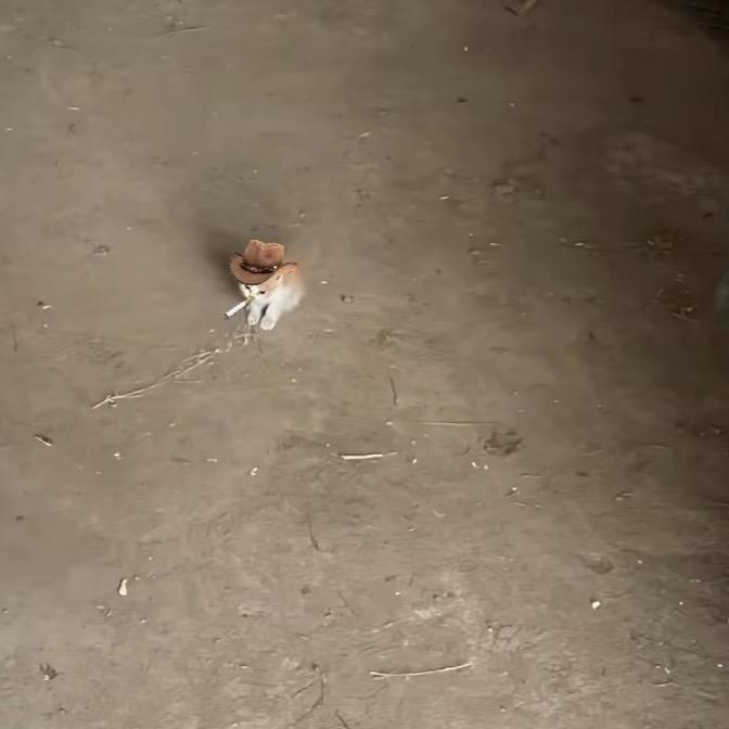 六瓶半韵钿