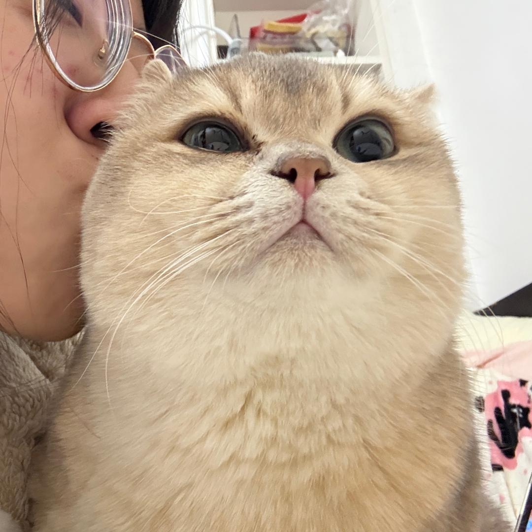 胆小猫榴莲
