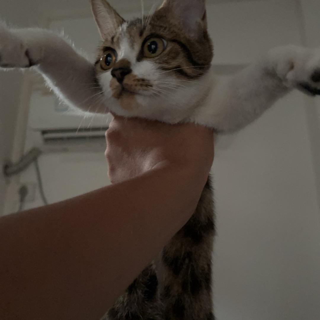 伙食（同款主✌）