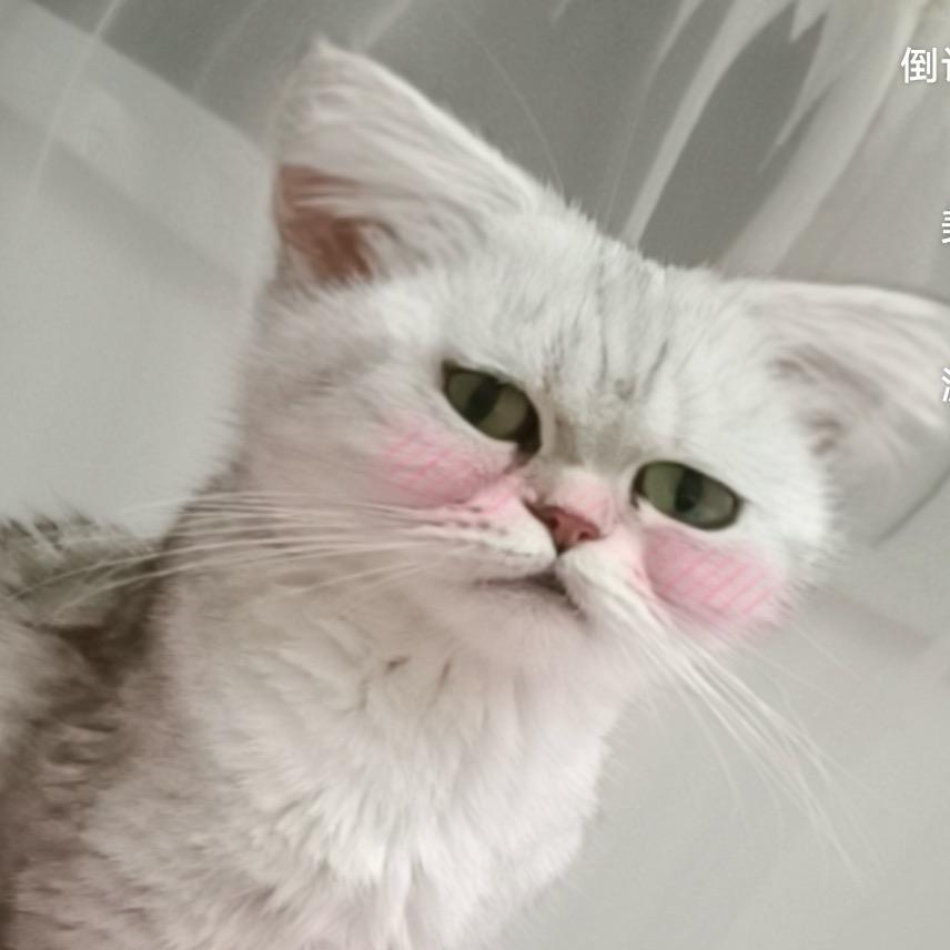 奶豆是只猫