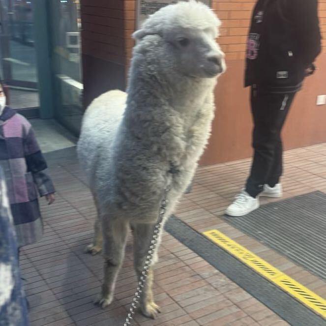 Baa