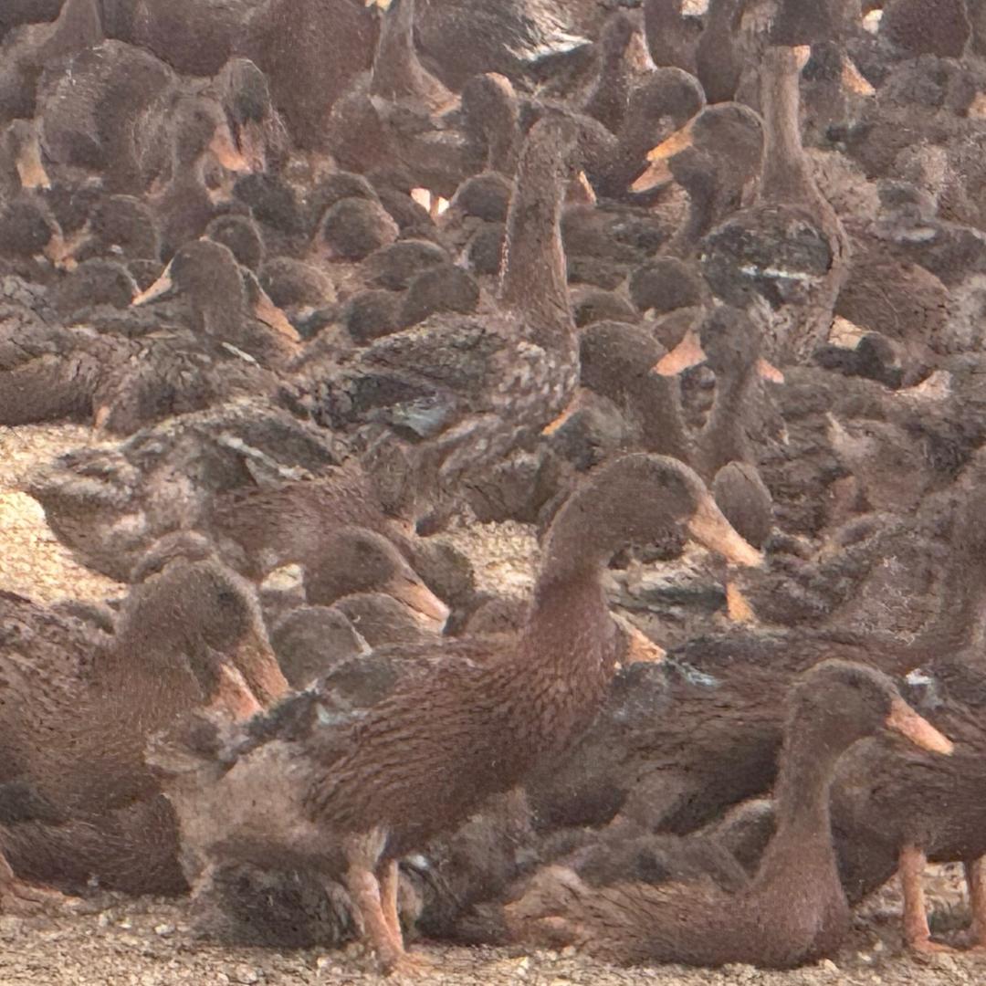 养鸭子的🦆条件一般……