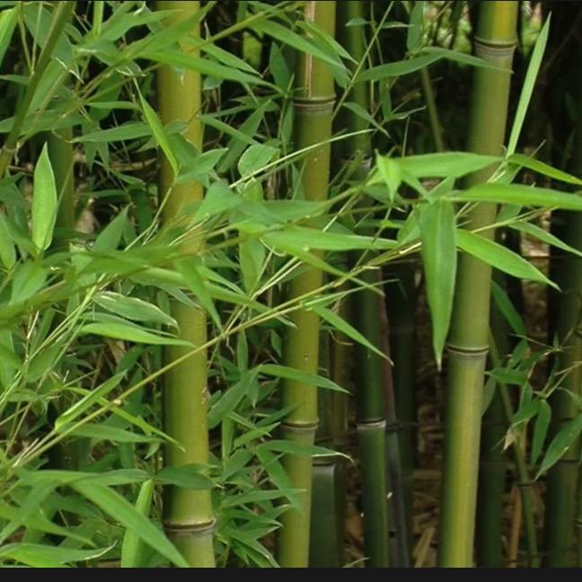 守护