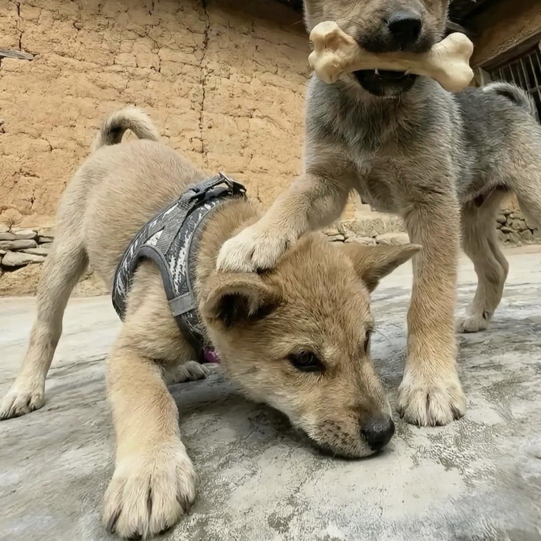 司少诺