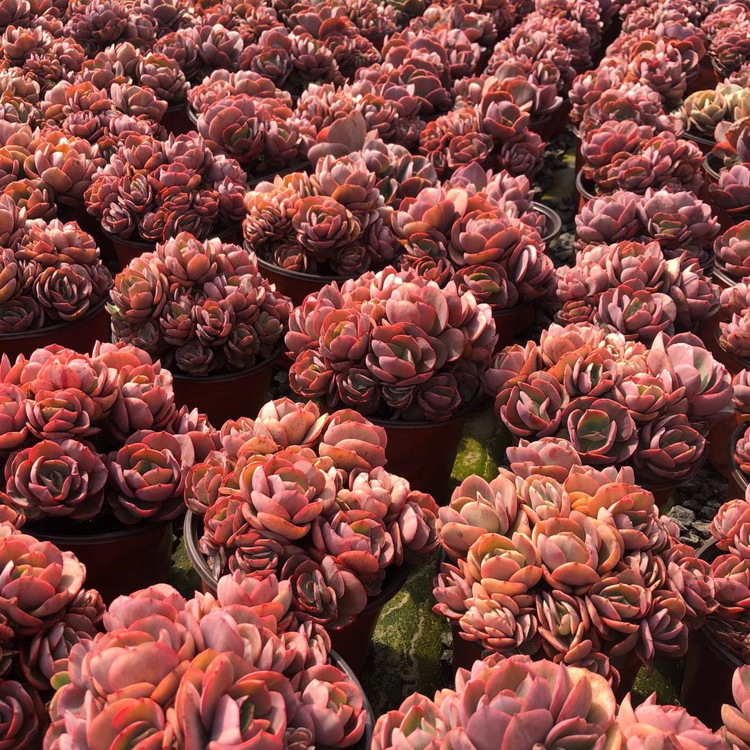 昆明木家花园