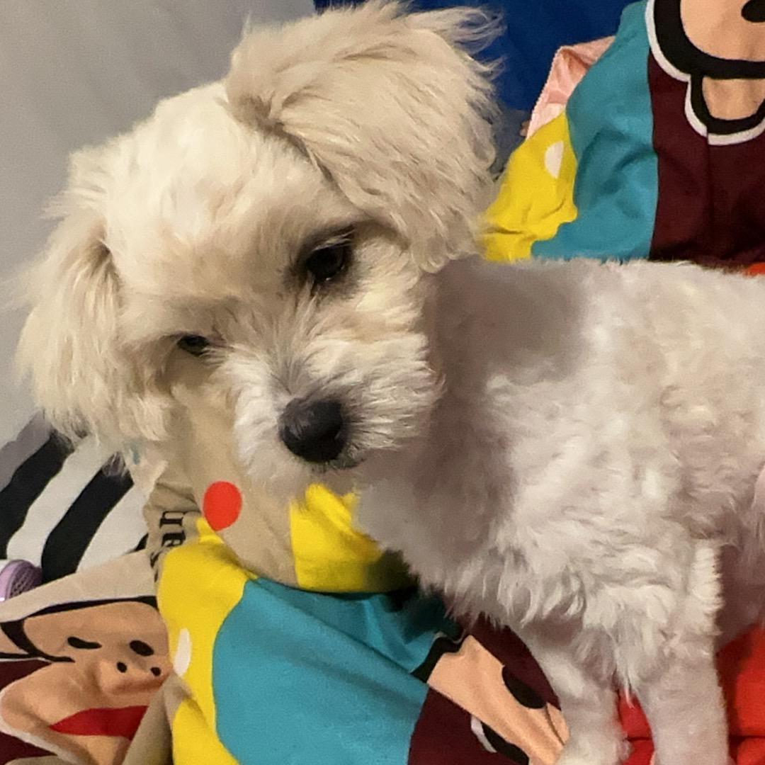 🌈买狗找家文文的毛孩子