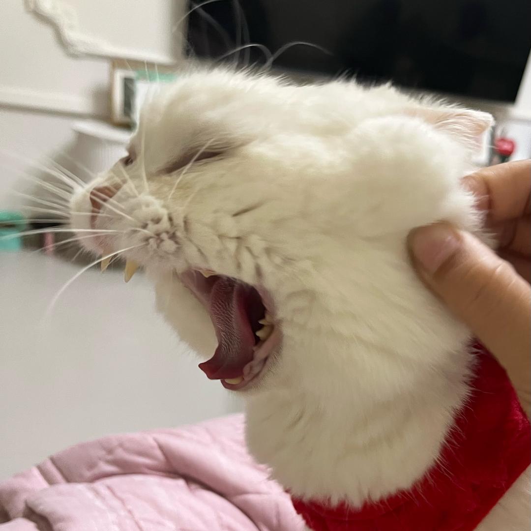 笨蛋小猫嘻財
