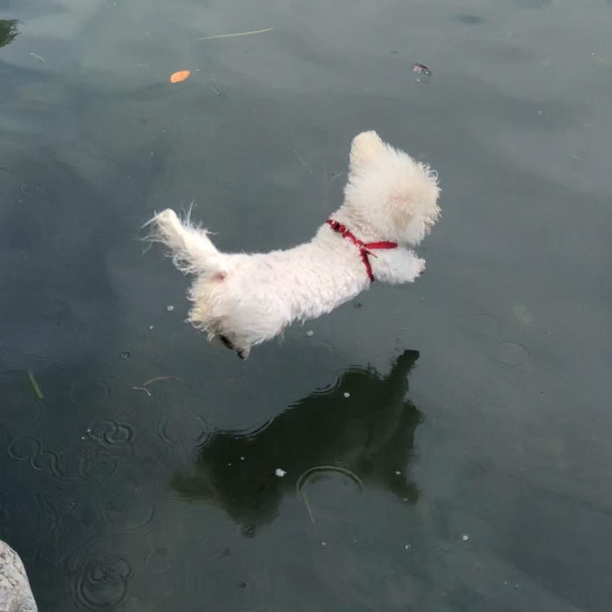 潜水小狗
