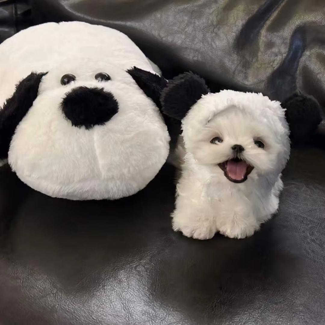 月色不可归