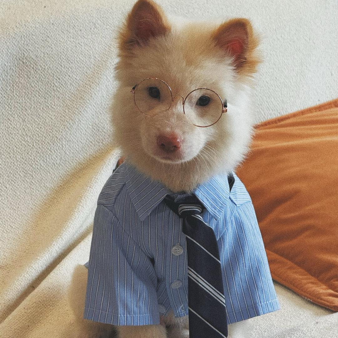 芭蕉是只土松呀