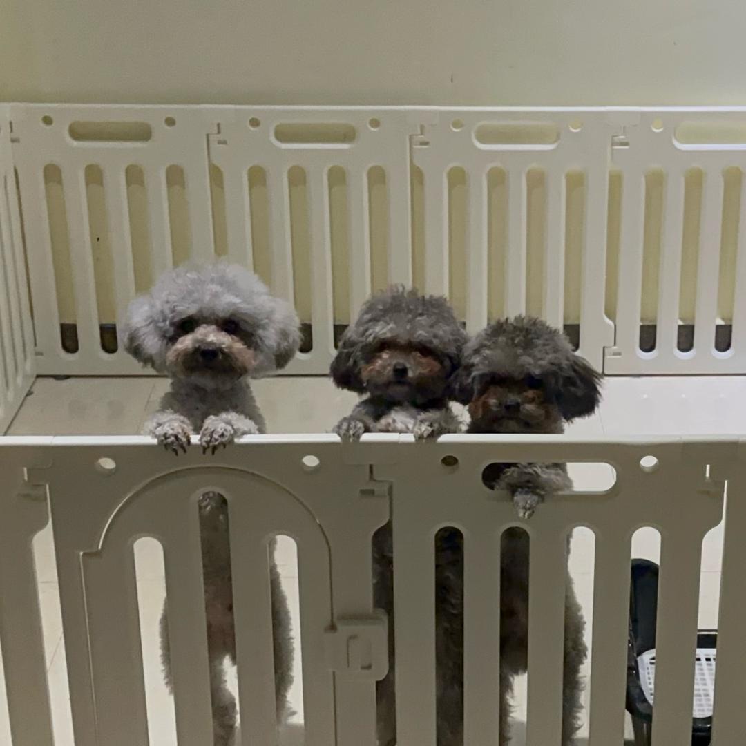 毛球家宠物食品