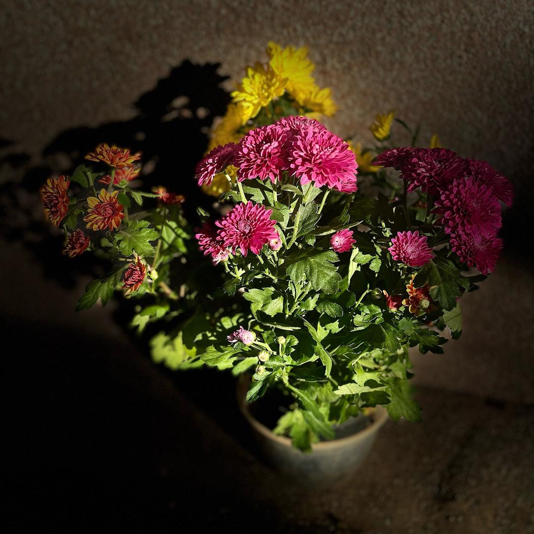 随遇而安🍀🍀🍀🍀