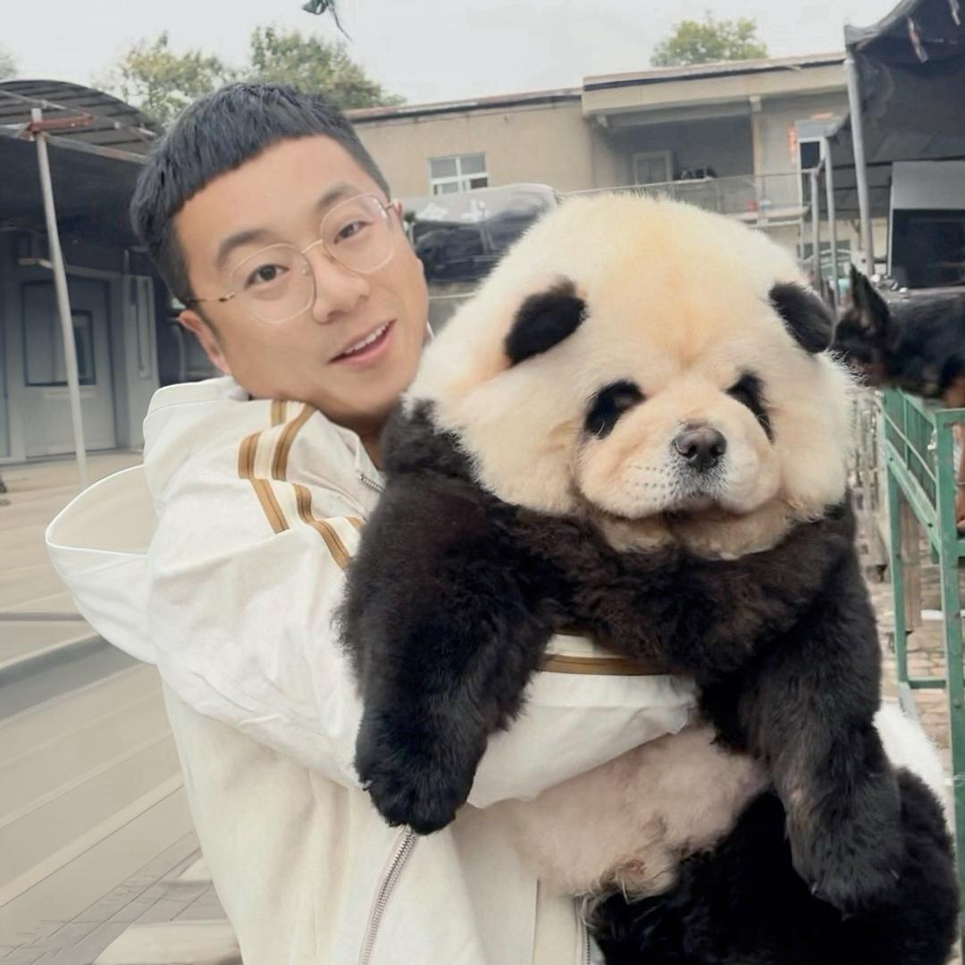 小杨哥宠物