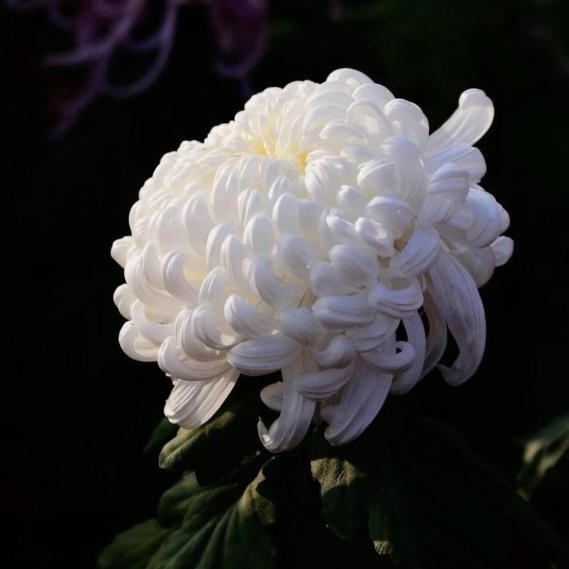刘遇菊