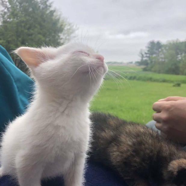 why u should’ve a🐈