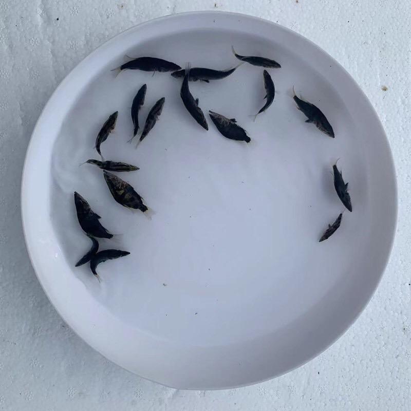 猛虎水产鱼苗养殖场