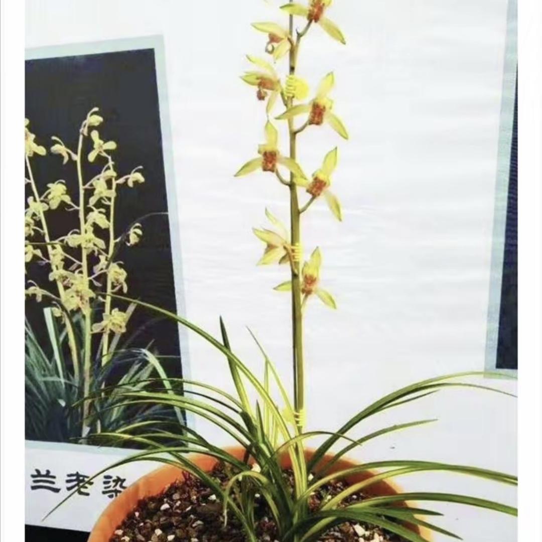 随州一晶晶兰花