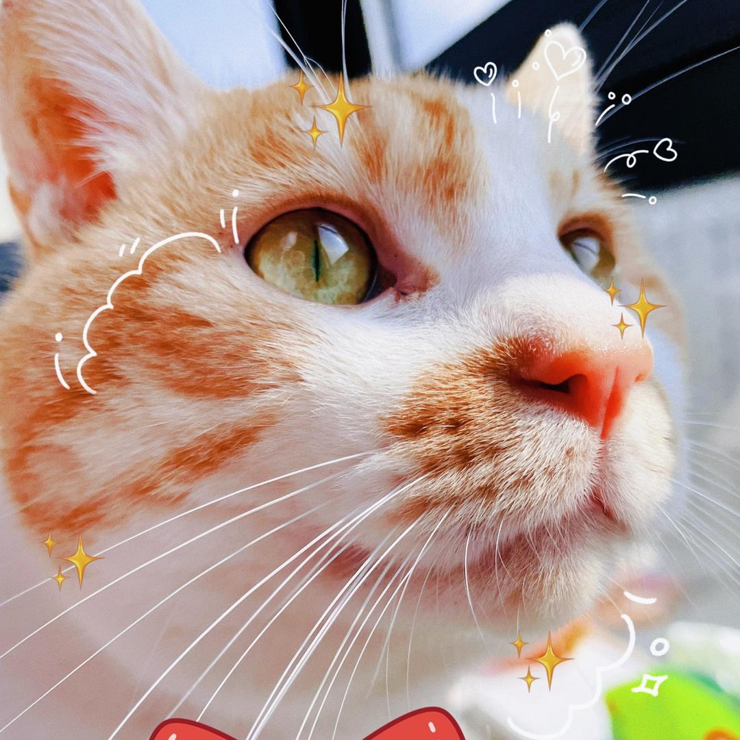 皮皮胡子猫