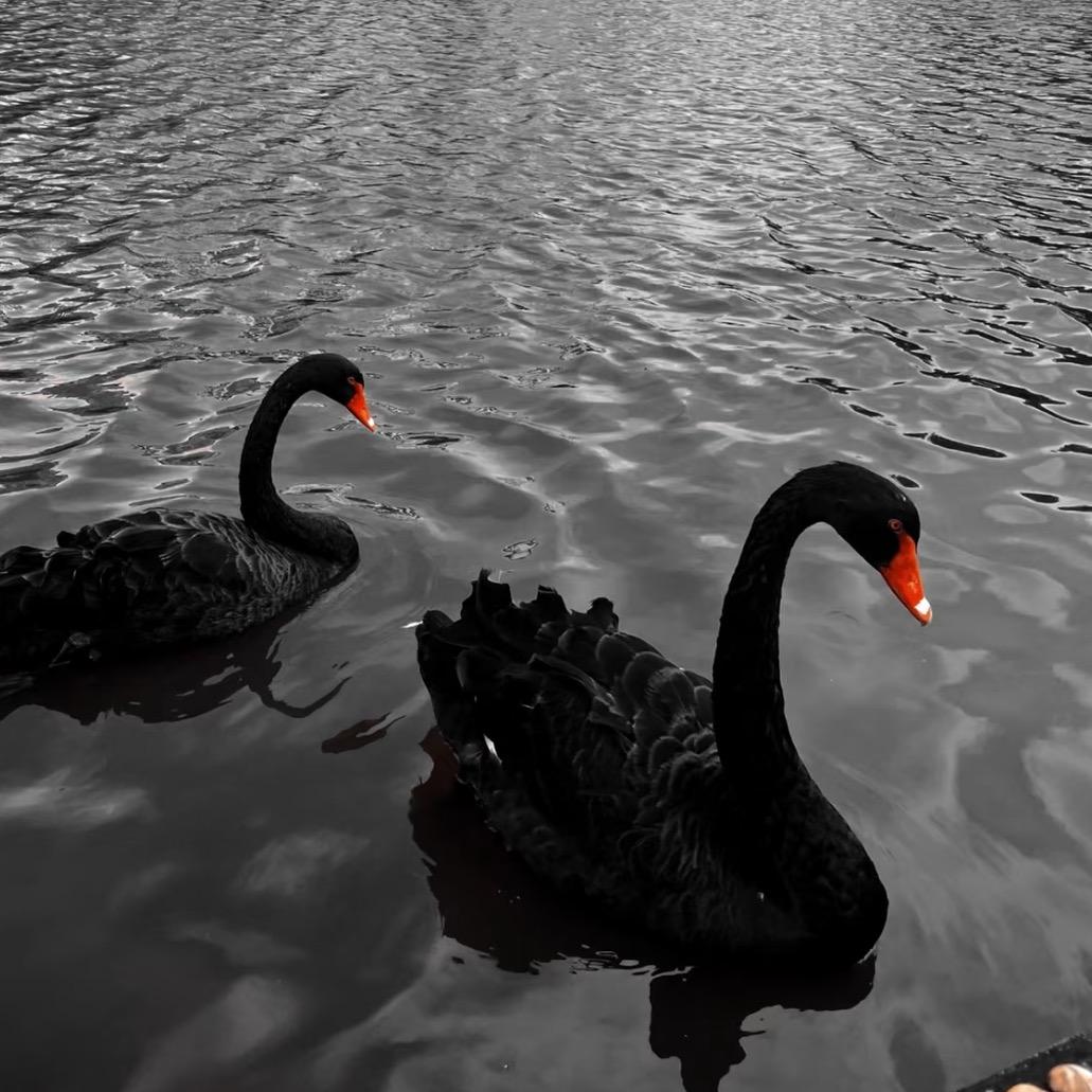黑天鹅🦢