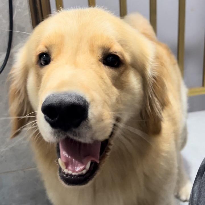 酸奶不酸🐶