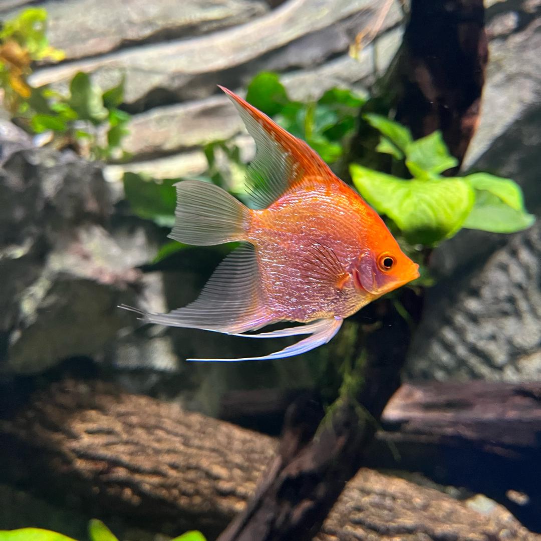 青柠🍀不爱吃酸